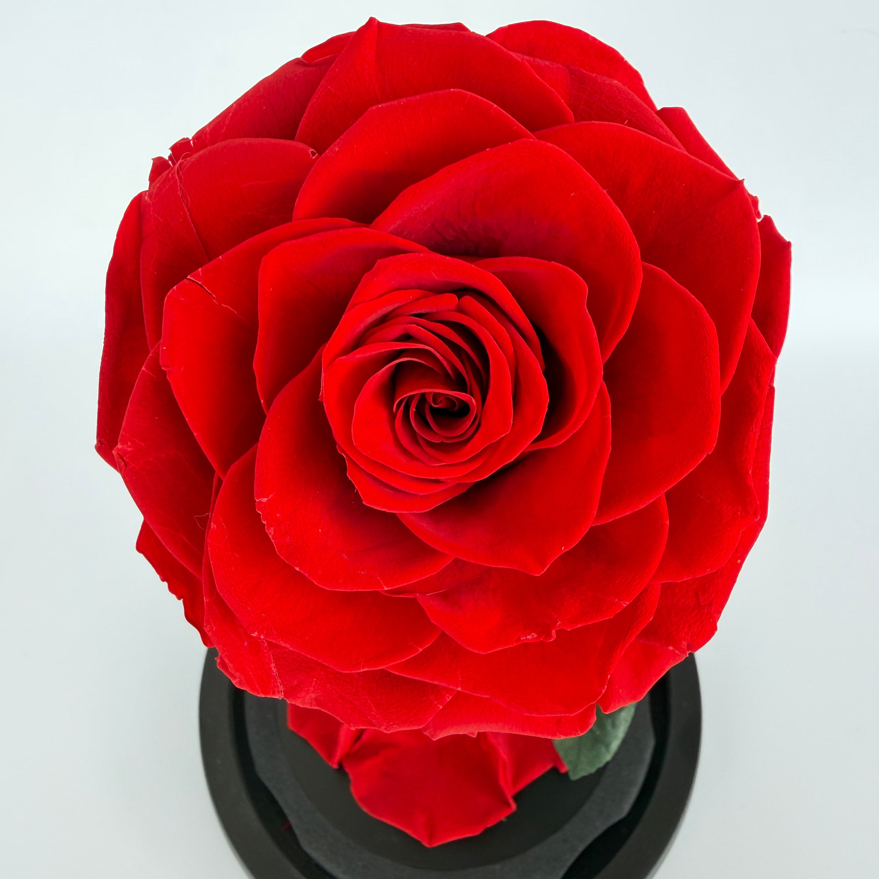 Rosong New Year Preserved Real Rose in Glass Little Prince Flower for Mom Grandma Wife Eternal Flower Gift Idea for Valentine's Day